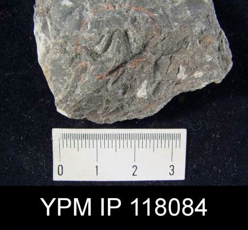 Delthyris (Quadrifarius) rugaecosta primus