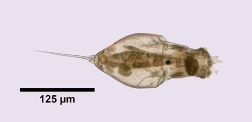 Trichocerca multicrinis