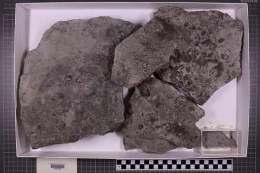 mixed taxa, stratigraphic collection