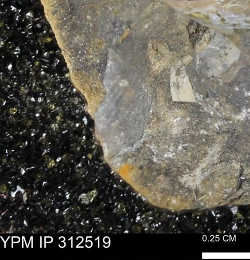 Oxytoma (Hypoxytoma) nebrascana