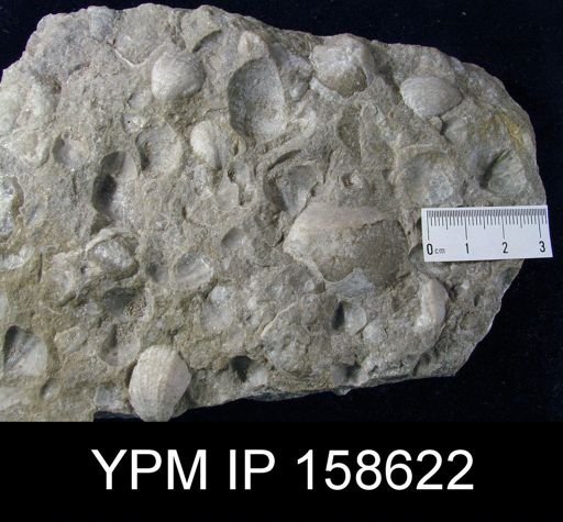 Clorinda barrandei