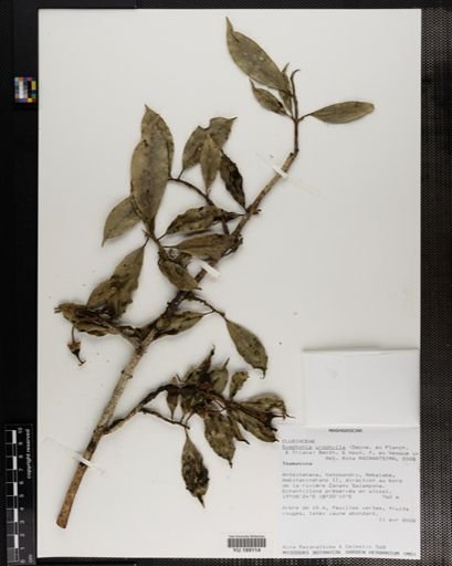 Plantae