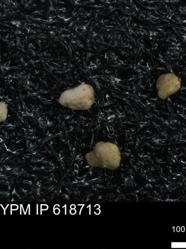 undet. Foraminiferida