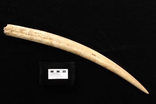 Odobenus rosmarus