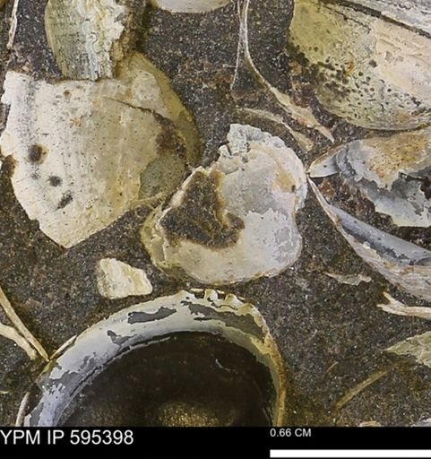 Protocardia sp.