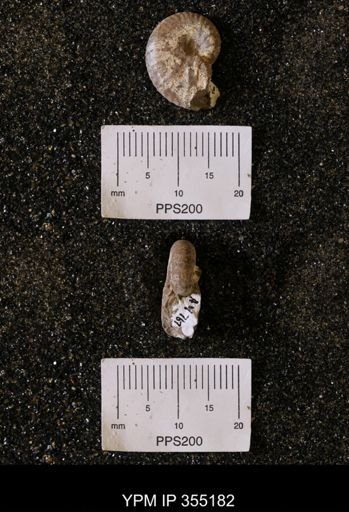 undet. Scaphitidae