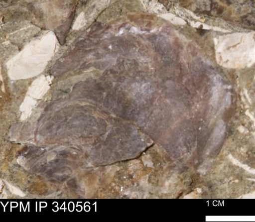 Ostrea glabra