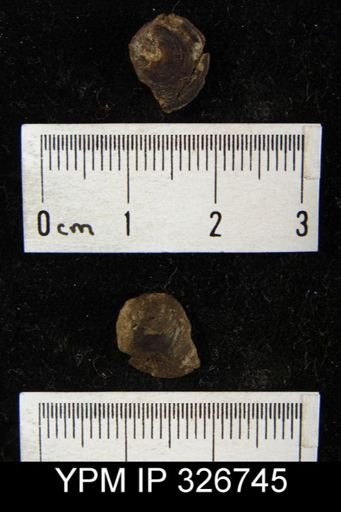 Orbiculoidea sp.
