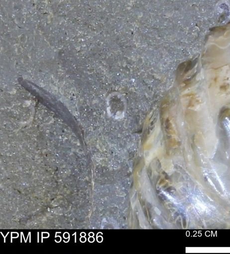 Serpulidae
