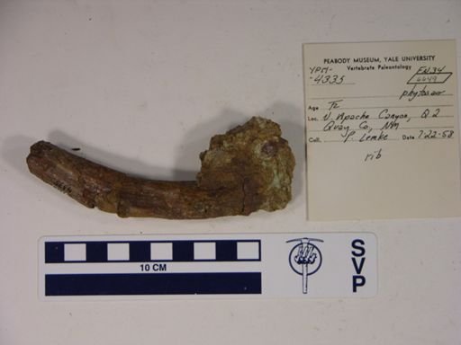 Parasuchidae