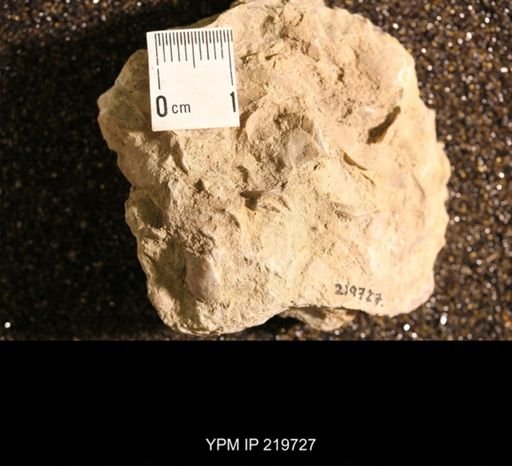 Chonetina flemingi var. plebeia