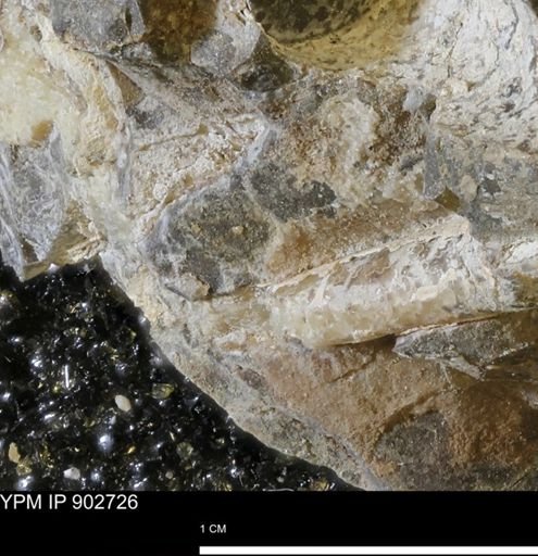 Baculites sp.