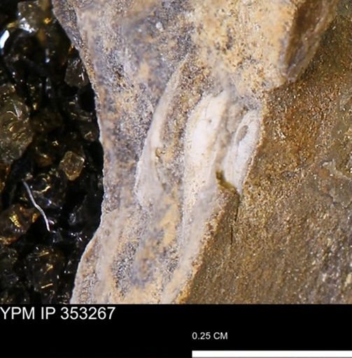 Limopsis striatopunctatus