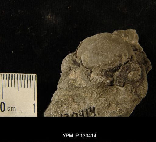 Phacops rana