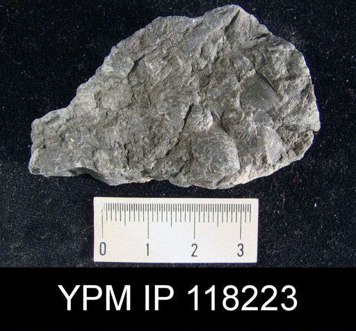 Dalmanella elegantula submedia
