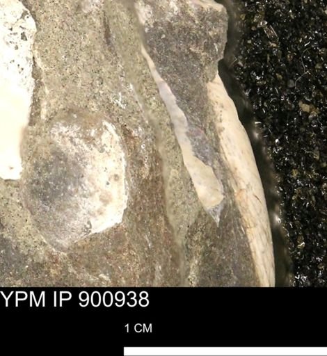 undet. Mollusca
