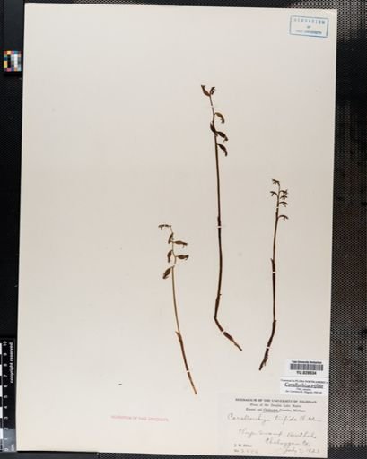 Corallorrhiza