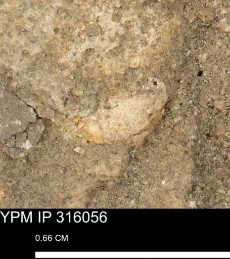 undet. Mollusca