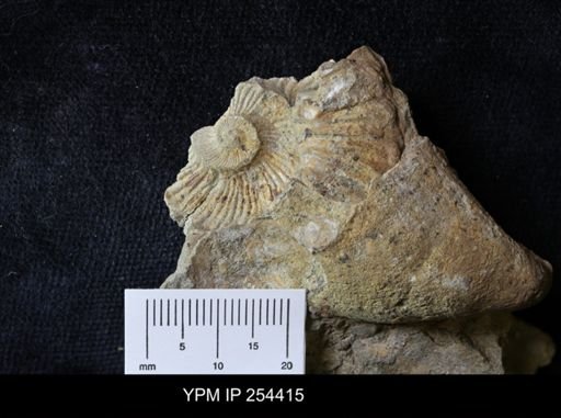 Ammonoidea