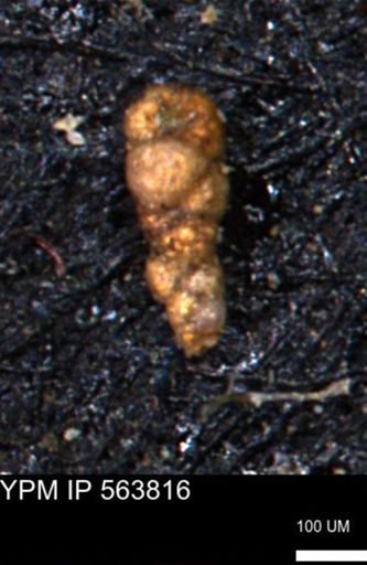 Verneuilinoides kansasensis
