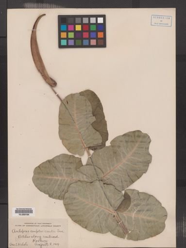Asclepias amplexicaulis