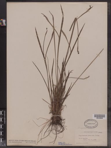 Sisyrinchium angustifolium