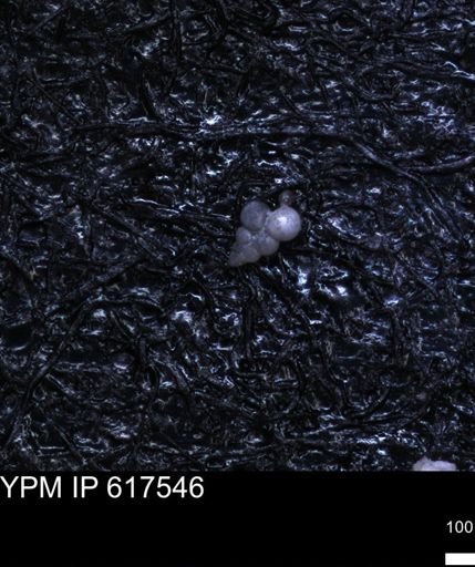 undet. Heterohelicidae