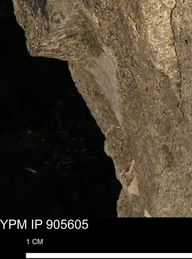 undet. Mollusca