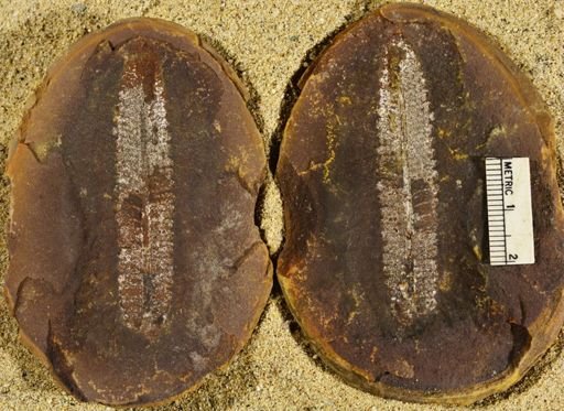 Pecopteris