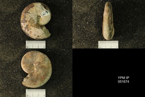 Hoploscaphites nicolletii