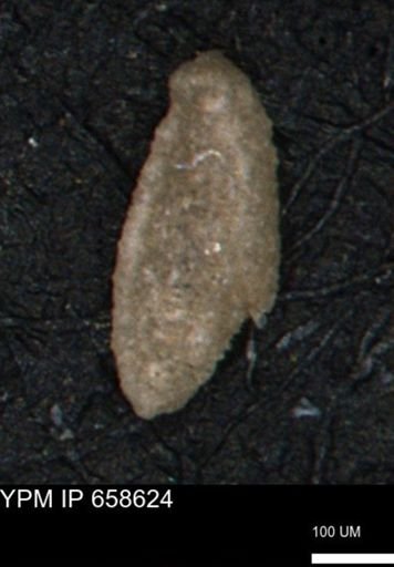 Miliammina manitobensis