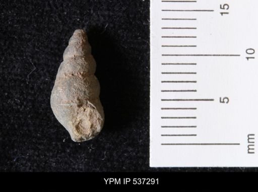 Goniobasis ortmanni