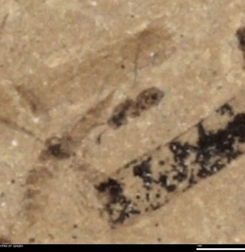 undet. Hymenoptera