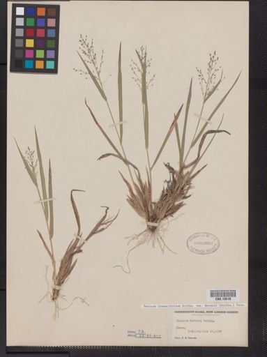Panicum linearifolium
