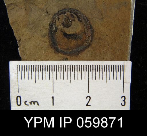 Orbiculoidea sp.