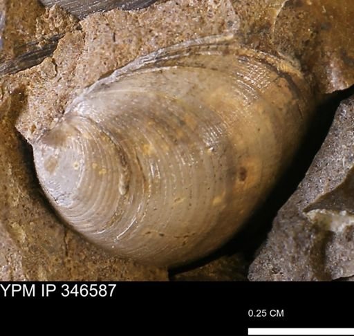 Limopsis striatopunctatus