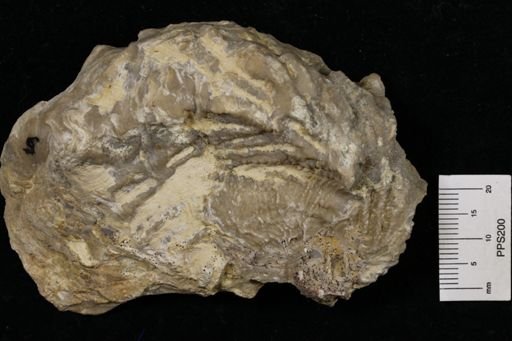 Exogyra texana