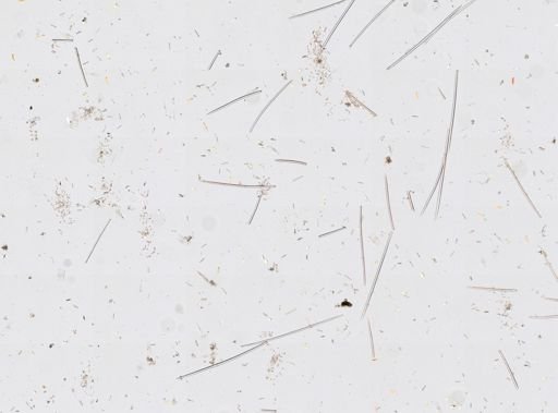 Desmacella infundibuliformis