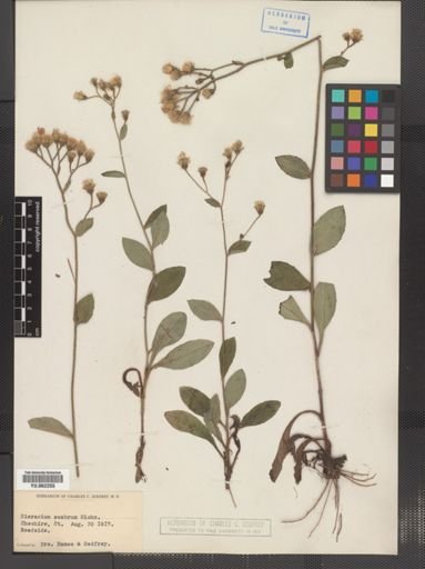 Hieracium scabrum