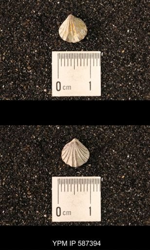 Camarotoechia whitei