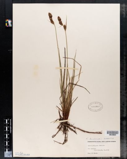 Carex polygama