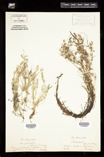 Chara foetida