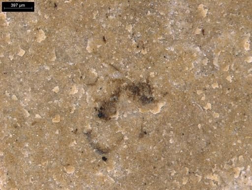 undet. Diptera