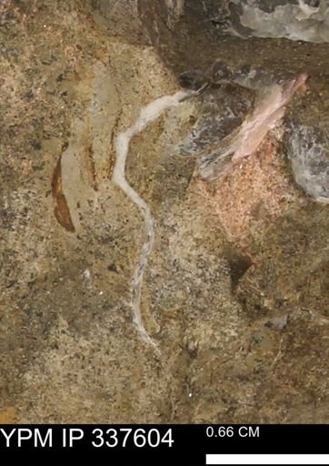 undet. Mollusca
