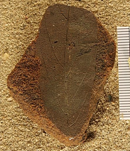 Angiospermopsida