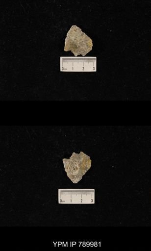 Leptodus sp.