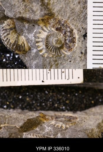 undet. Ammonoidea