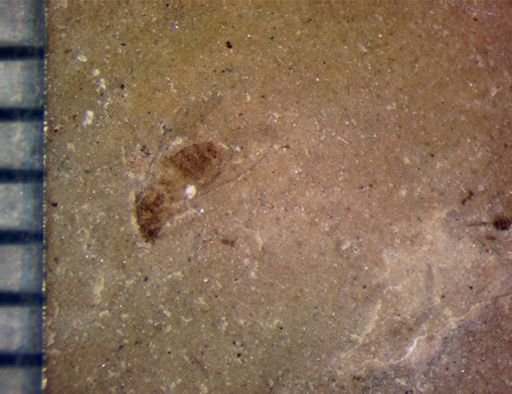 undet. Diptera