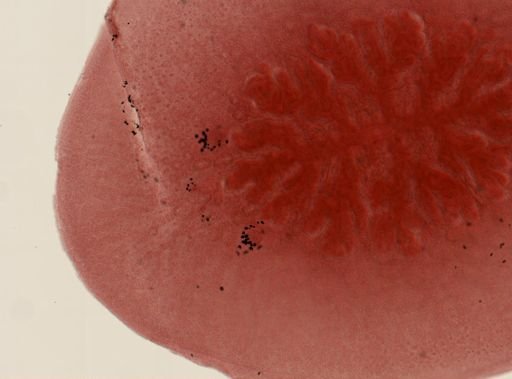 Hoploplana inquilina