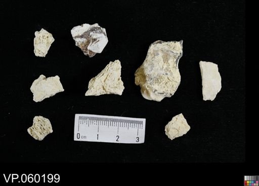 undet. Actinopterygii